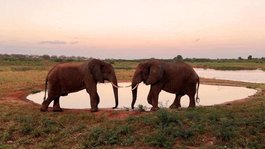 two elephants facing each other near a waterhole