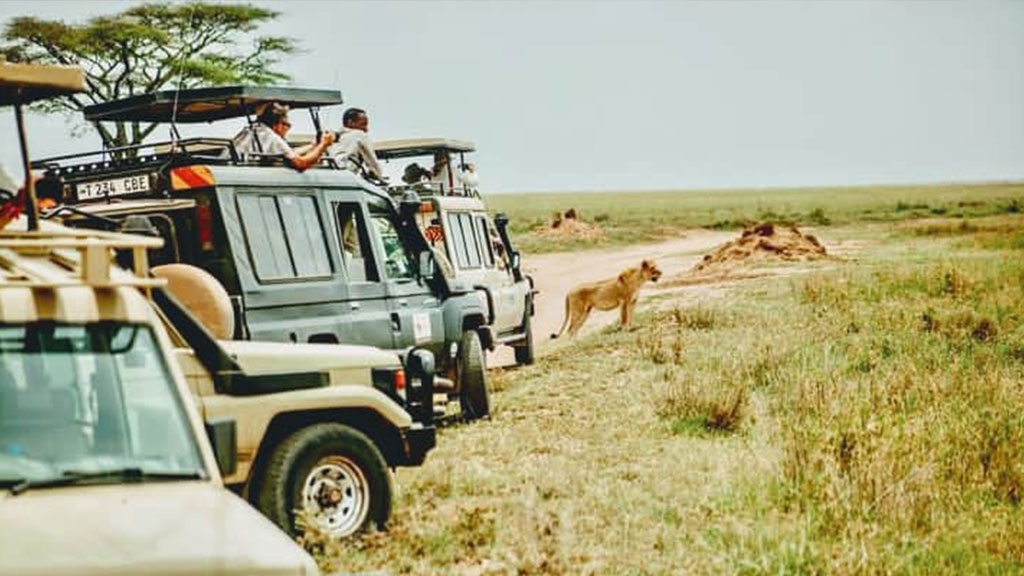 tourists in jeeps watching lions