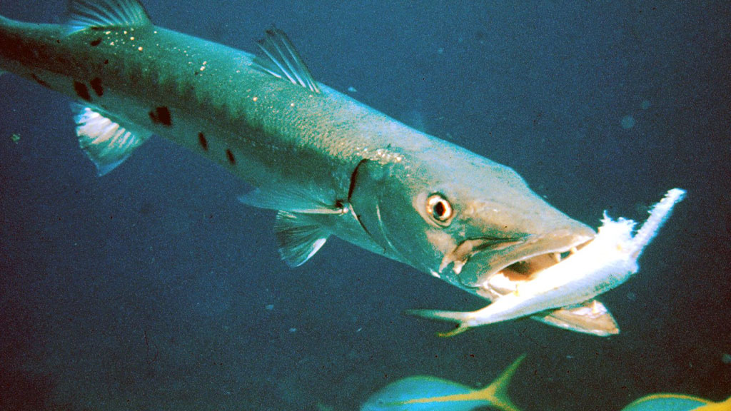 a barracuda grabs prey between its teeth