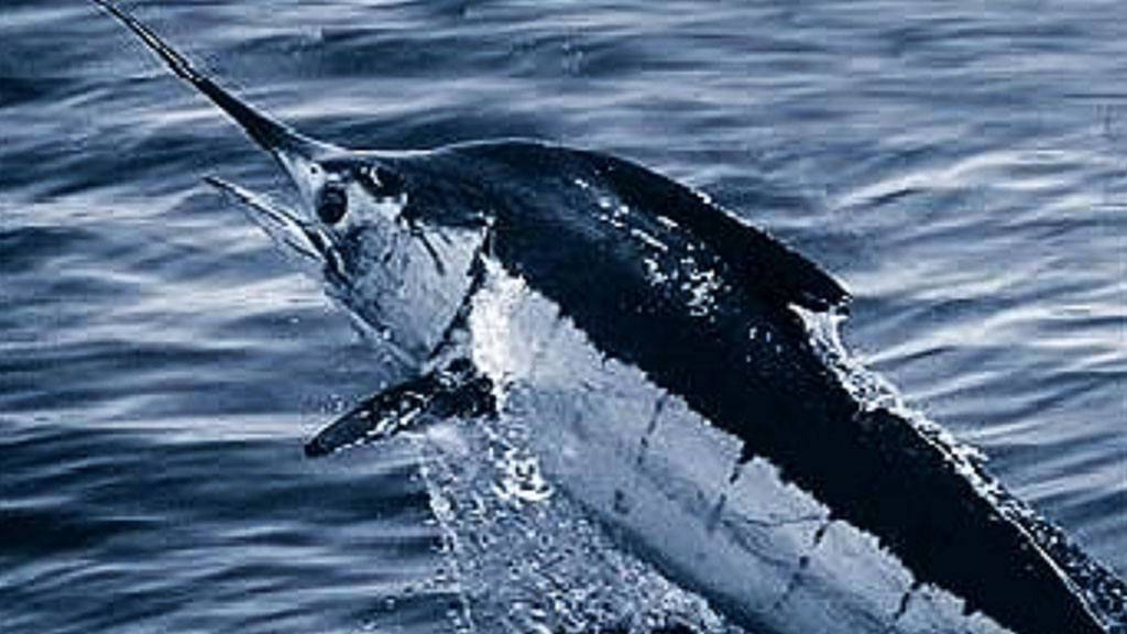 a blue marlin jumping out the water