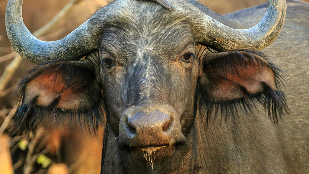 close-up of a buffalo