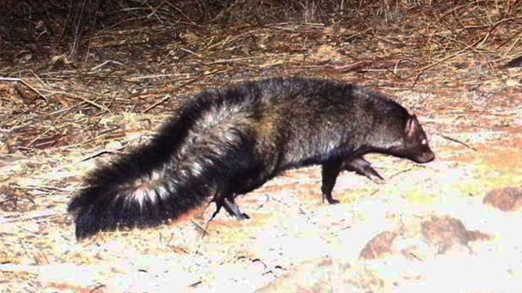 bushy tailed mongoose