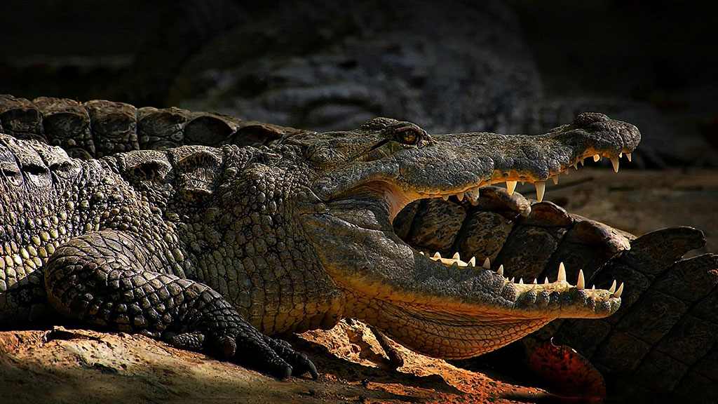 crocodile with open mouth