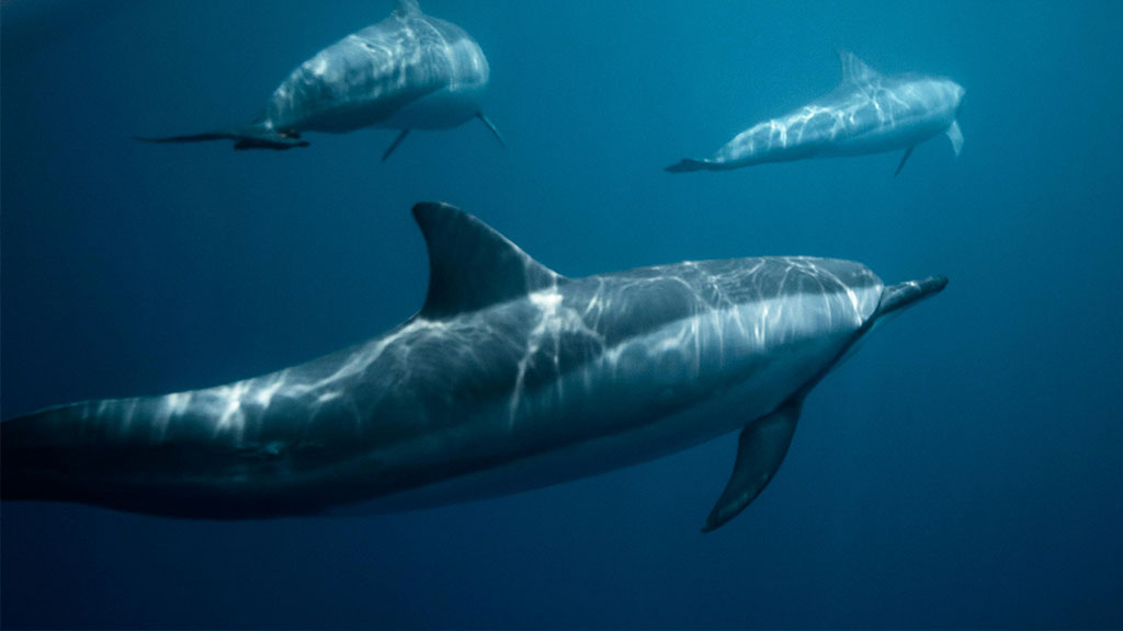 three dolphins swimming under water