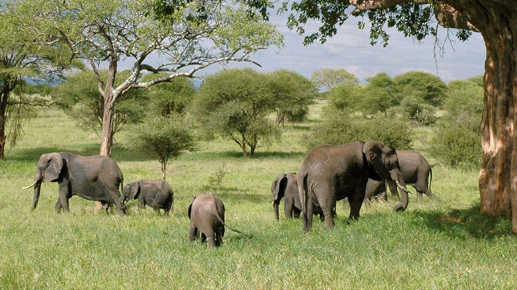 a group of elephants