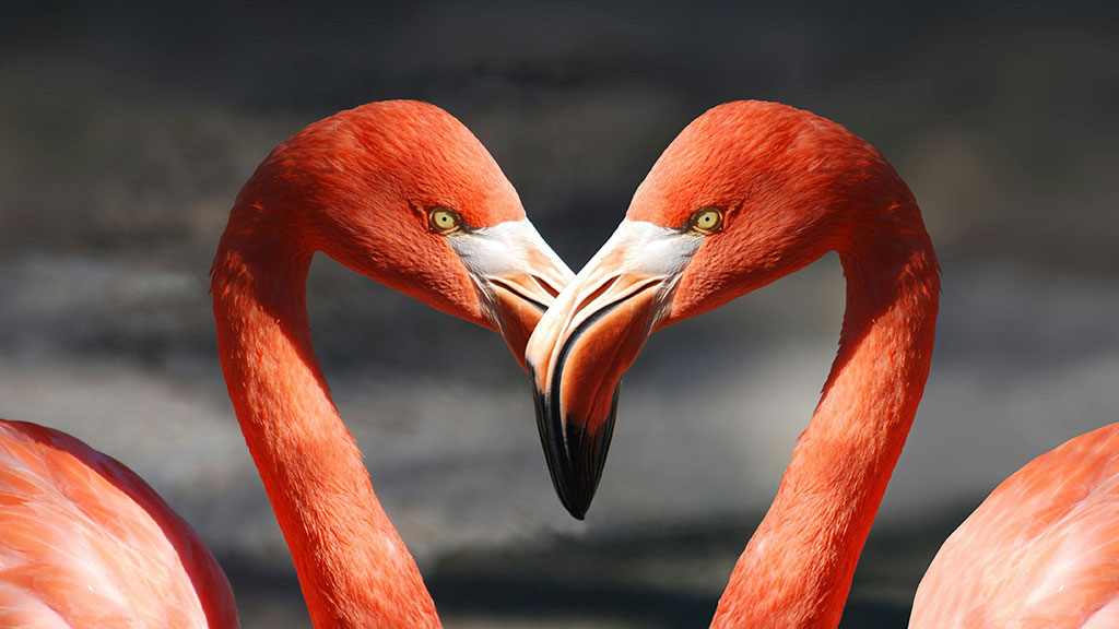 two flamingos facing each other create the shape of a heart