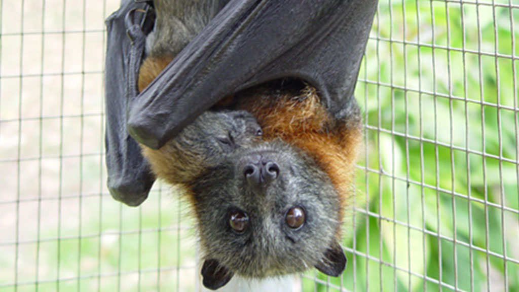 a flying fox upside down with a cub between its wings