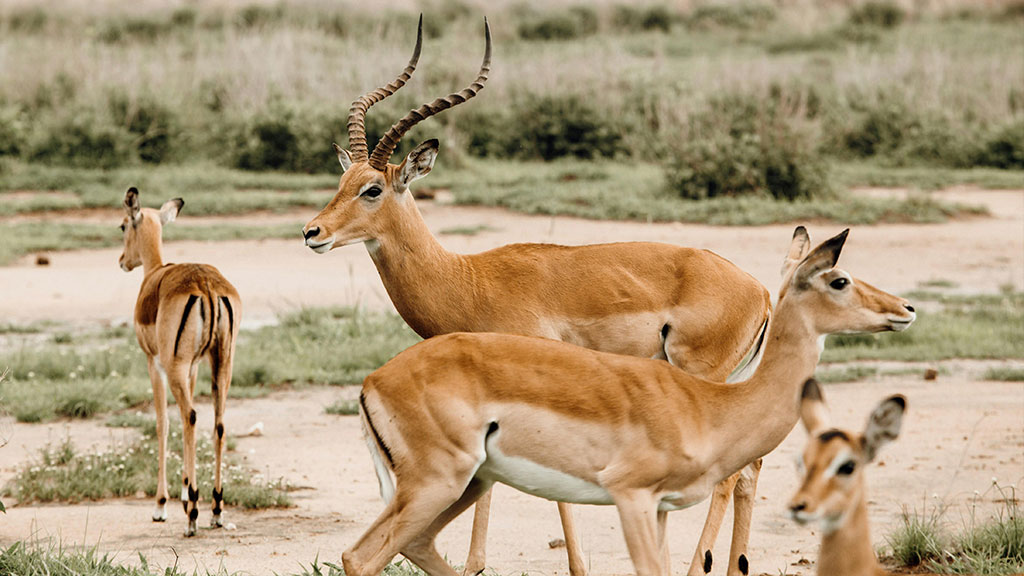 a group of gazelles: a male, a female and two calves