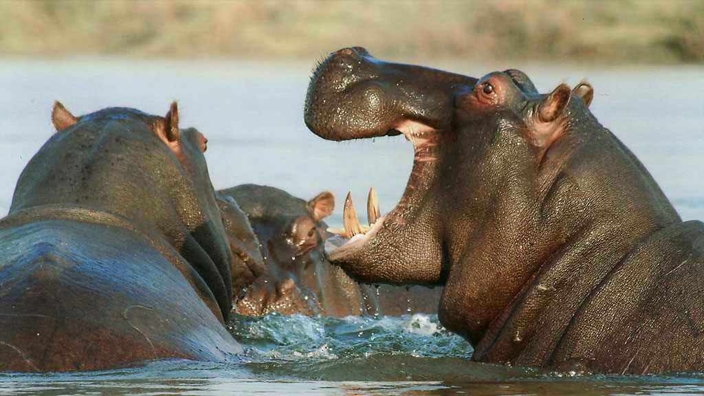 three hippos emerging from the water