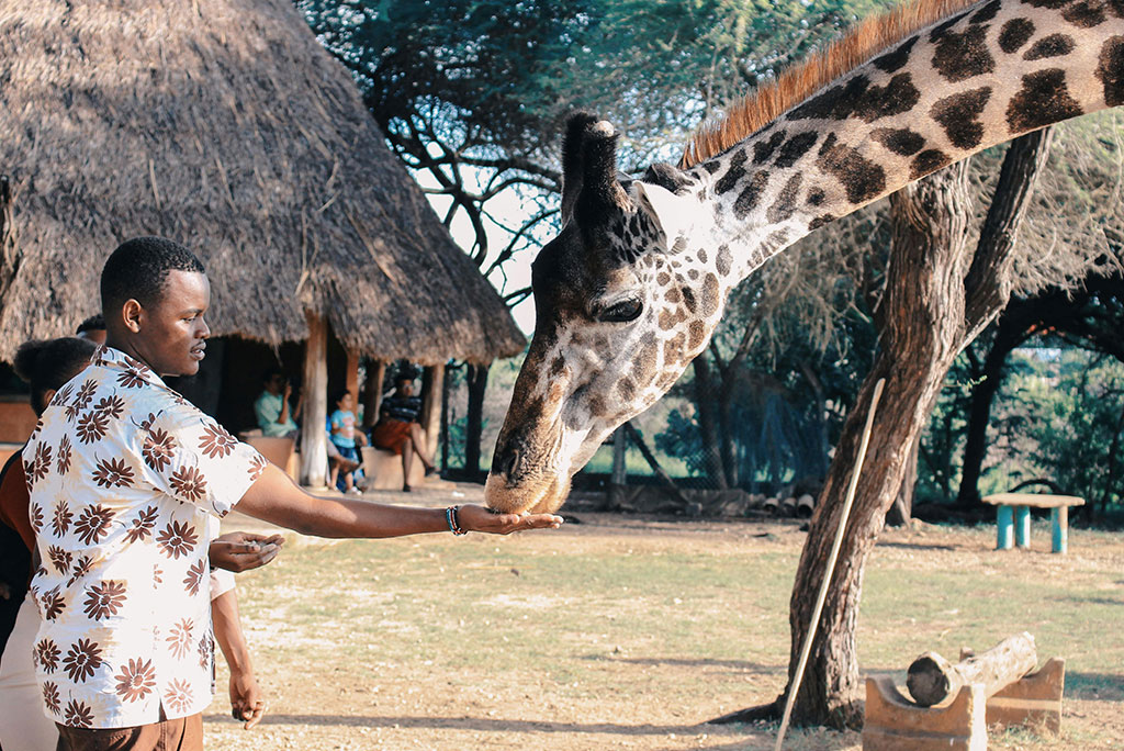 a man feeds a giraffe from the palm of his hand