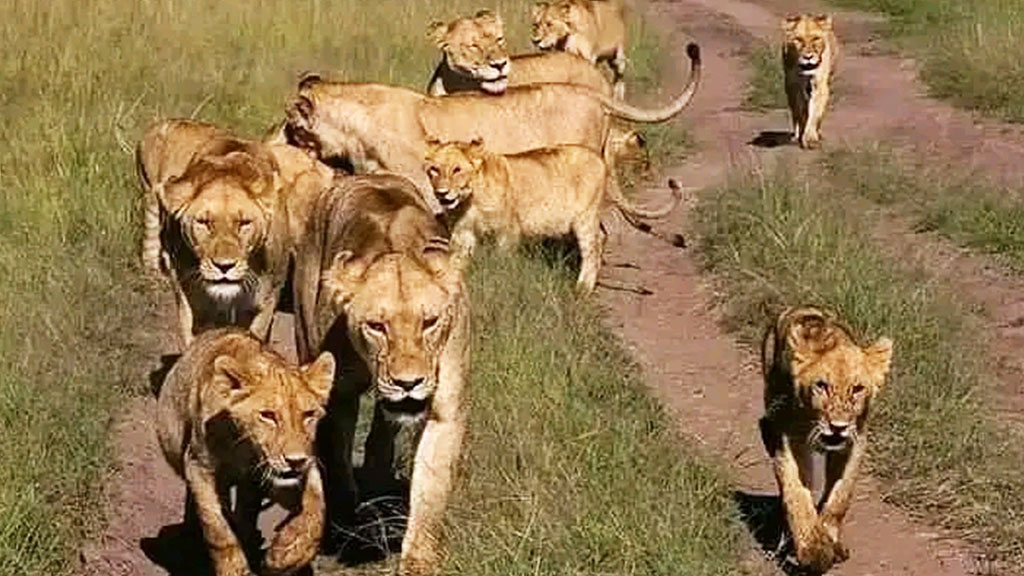 a group of lionesses with their cubs