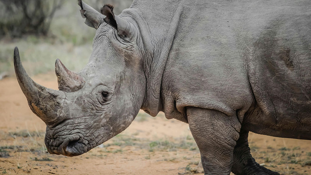 a white rhinoceros in profile