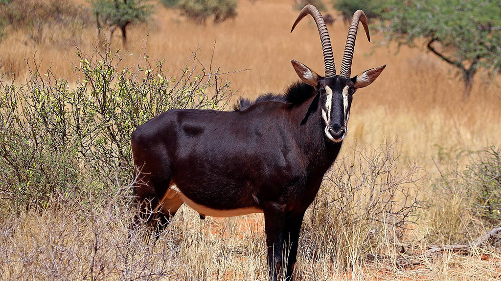 sable antilope