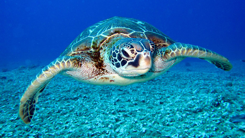 a turtle swims near the bottom towards the photographer