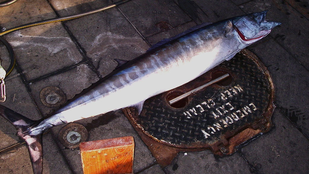 a wahoo lying on the floor of a dock