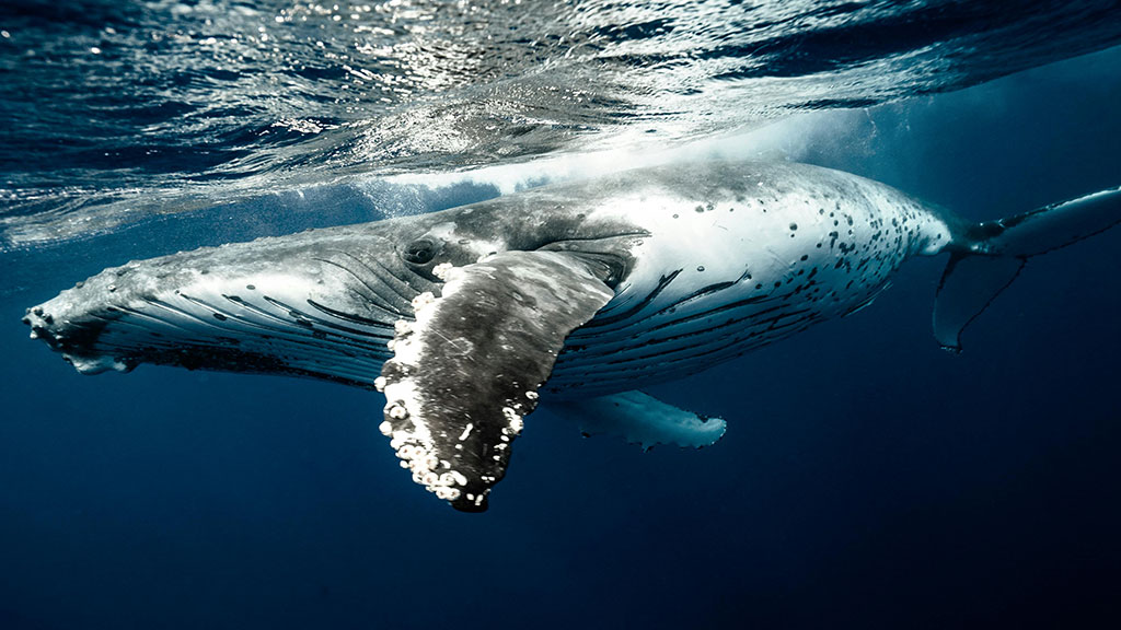 a whale under water turning to the left looking at the photographer