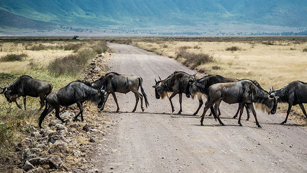 a herd of wildebeests crossing a road