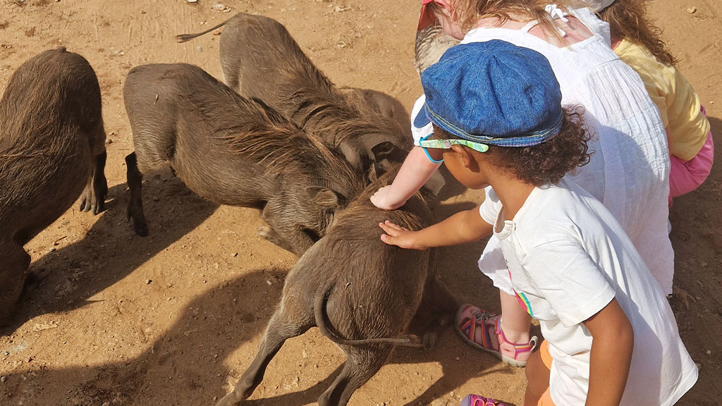 three little girls pet a group of African warthogs