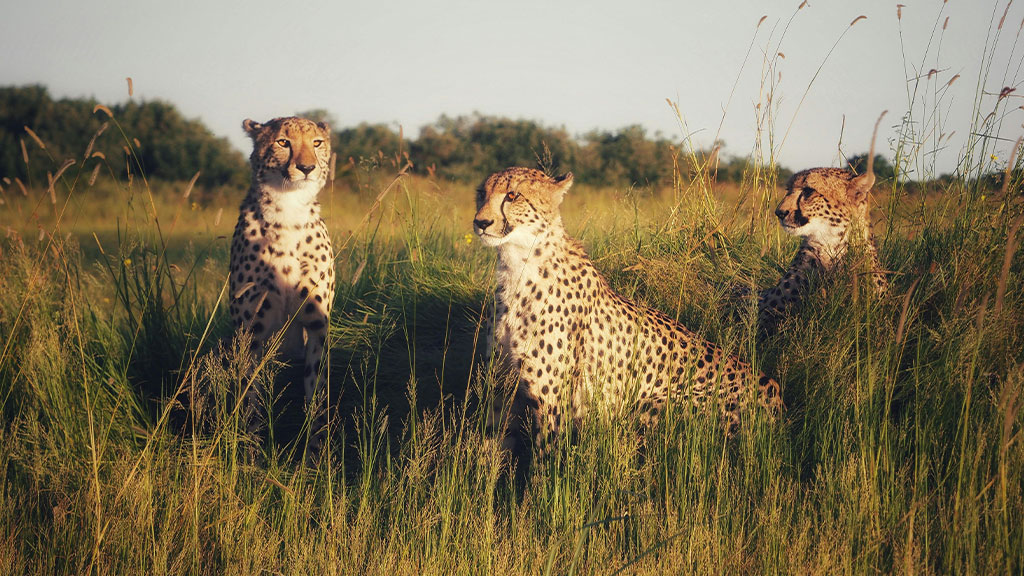 three cheetahs among the tall grass scanning the horizon