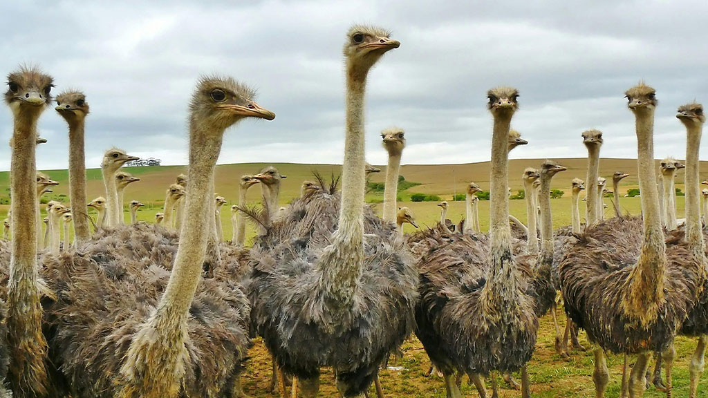 a herd of ostriches