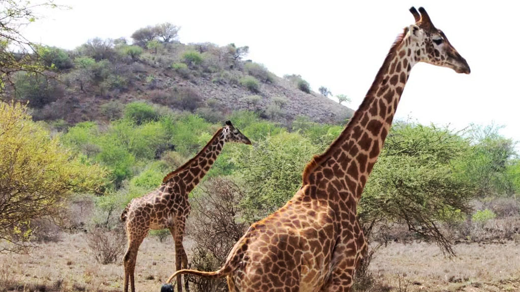 couple of walking giraffes