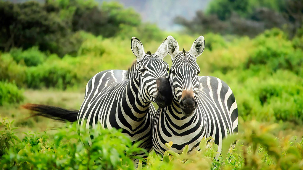 pair of zebras in the greenery