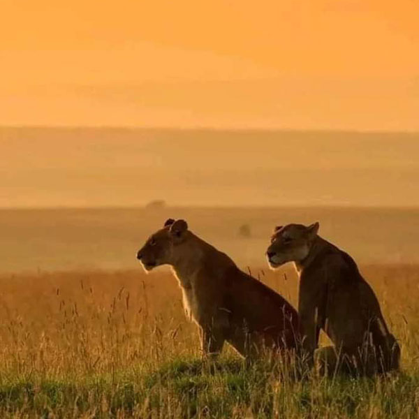 two lionesses sitting scanning the horizon in the savannah